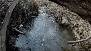Dane County Trout Fishing Challenge Episode 5 Deer Creek