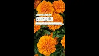 Marigold | Plant Spirit Herbalism | The Plant Spirit Channel