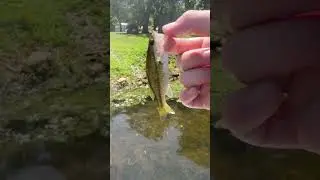 Little bass on wacky worm