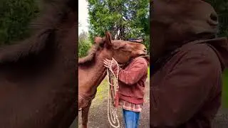 💕 Affectionate mule catches cowboy off guard. 💕 #loveyou #countrylife #mules