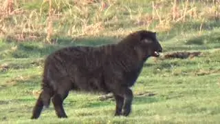 Black Welsh Mountain Lamb Baaing