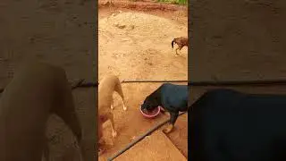 ra&ccedil;&atilde;o bomguy rottweiler #shorts