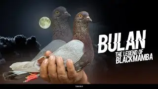 KISAH BULAN MERPATI LEGEND OF BLACKMAMBA TEAM