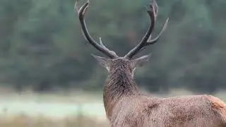 Kronvildt I brunst tiden 2025 D. Red deer in the rut. 