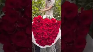 Beautiful harvesting red rose flowers garden (10/5)