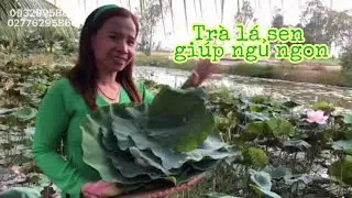 Đặc Sản Sen Tr&agrave; Ba Tre, Đồng Th&aacute;p đem lại giấc ngủ ngon