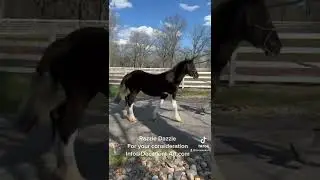 Friesian x Gypsy Colt Flashy