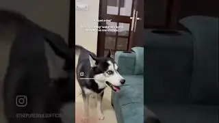 They are always with you with everyone left you alone #dog #pets #youtubeshorts #ytshorts #youtube