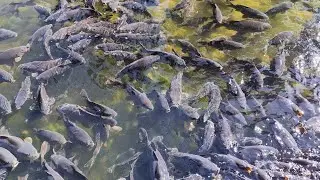  A pond full of fish, near khecheopalri lake. Pelling in West Sikkim 