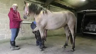Bella goes for a Pedicure @ World Champion Farrier Steven Beane's Forge