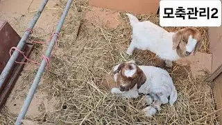 아픈 아이들은 이렇게 관리해보세요~#귀농귀촌 #농장생활 #보어염소 