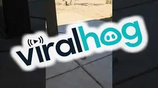 Thirsty Round Tailed Ground Squirrel Offered Water || ViralHog