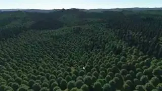 Proland - Real-time planet rendering VII: forests