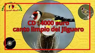 CD : canto limpio del jilguero ( 4000 euro )