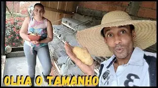 Colhendo os frutos - Como é bom Ver os Resultados  #sustentabilidade @TILAPIA Minha Vida !
