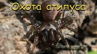 Охота редкого паука Atypus muralis