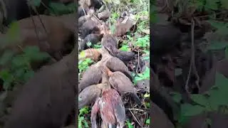 feeding the chickyThing ..