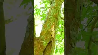 When her mother wouldn't let her drink milk, Jovi tried to run up a tree and hide in 🌲