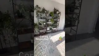 Neglected Houseplant Reset 🌿 | Trim & Plant Care