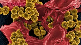 Binary Fission | Biology