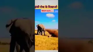 हंसी रोक के दिखाओ 😃#funny #dogtalk #viral #comedy #krishkaganasunega #kirishkagana #funnyanimals #yt