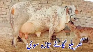 🔴 Sahiwal cholistani cross cow for sale (03014865352) youtube. 1-11-2025