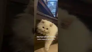 tag kro 😜..#c#cat#catlovers#lovel#lovevideos#trending#trendingvideosf#foryou#fuzzyy#petoryoupage