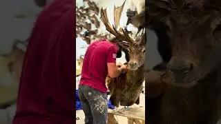 Red Stag Taxidermy #taxidermy #taxidermyart #redstag