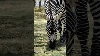 Zebra grazing 🦓