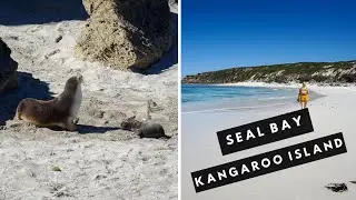 Seal Bay Virtual Tour on Kangaroo Island | Kangaroo Island Vlog #2