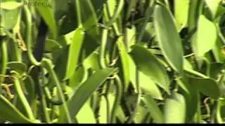 Viaje al centro de la vainilla: El precio (parte 4) [RCTV 45.4]