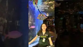 Solo date to the rainforest cafe #solo #pov #fyp #fypシ゚viral #dayinthelife #alone #eating #dinner