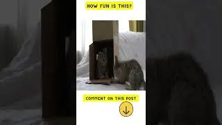 Adorable Cats Fighting and Playing #cuteanimals #cutecatvideos2023