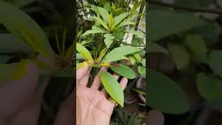 चीकू को दीजिए मैजिकल खाद #chiku #sapota #gardengupshup #apurvakaushik #growingtips #kaise #tips