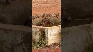Zebra finches, Kanpa, Western Australia.