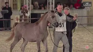 N 51 GHAZAL FUWAIRIT   15th Qatar International Arabian Peninsula Horse Show 2026   Yearling Colts