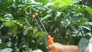 Coffee bean harvester machine Coco bean picker machine