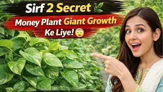 Money Plant Care 2026 | बस ये 2 Secrets 😱 Giant, Fast Growth Tips 🌿 Best Money Plant Care Guide