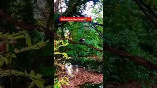 In the forest🌳🍁Be careful of the tree branch#forestambiance#natur#discover#geese#goldenautumn