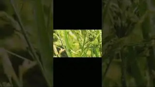 ig capture_memories_08 #leaves #shorts #shortvideo #nature #shortmaker #youtube #creator #instagram