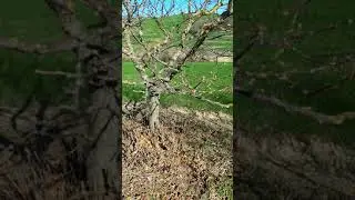 Polloni su nocciolo e basi della potatura 3x4