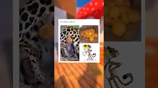 Animal Memes