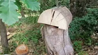 Eichensteinpilz und K&auml;ferholz