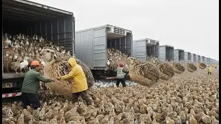 Inside the World&rsquo;s Largest Quail Egg Factory: From Millions of Birds to Market-Ready Eggs at Scale