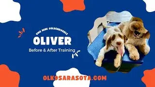 Oliver 6mo Mini Goldendoodle || Before & After Video || OLK9 Training Sarasota || Board & Train