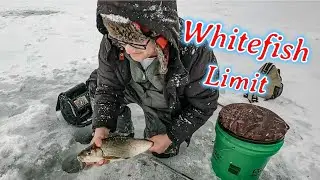 Whitefish Limit on the Bay of Green - Timing & Location was the Key | Wisconsin Ice Fishing | 2026