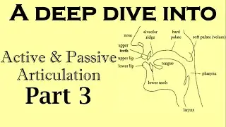 Active and Passive Articulation /linguistics /Part 3