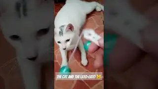 The Cat and the Lato-Lato 😸😸😸 #cats #cat #shorts #short #fyp