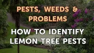 How to Identify Lemon Tree Pests