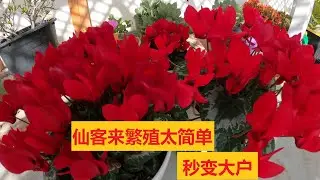 用这个方法繁殖仙客来 轻松变大户   小苗怎么度夏   夏天怎么办？#养花种菜#